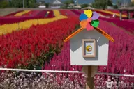 고석정 꽃밭 사진 3