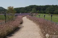 고석정 꽃밭 사진 2