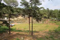 한반도 솔숲 쉼터 사진 2