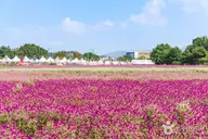 나리농원 사진 3