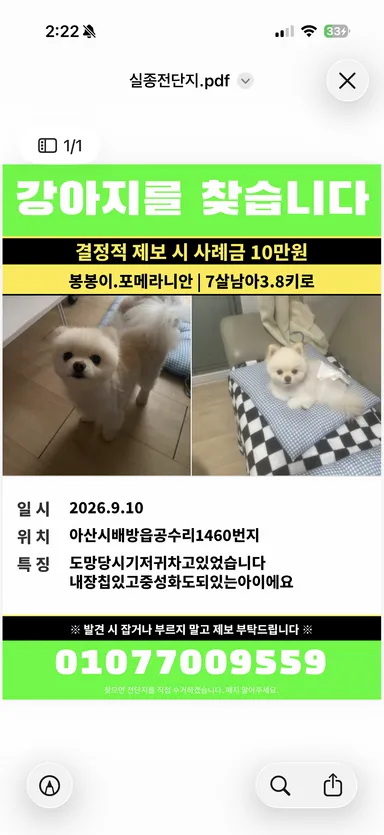 포메라니안, 크림색 분실동물 사진