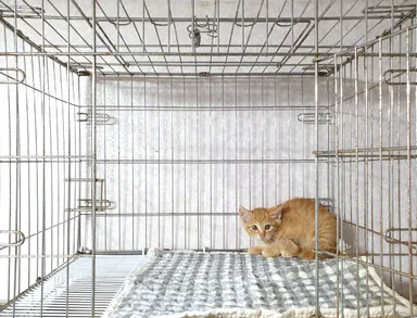 [고양이] 한국 고양이, 기타(황갈색) 구조동물 사진