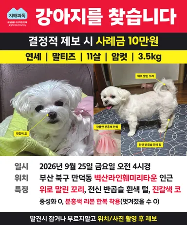 말티즈, 흰색 분실동물 사진