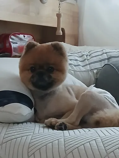 포메라니안, 갈색 분실동물 사진