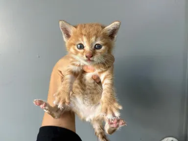 [고양이] 한국 고양이, 기타(노란줄무늬) 구조동물 사진