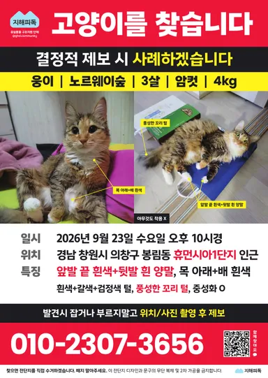 노르웨이 숲, 기타 분실동물 사진