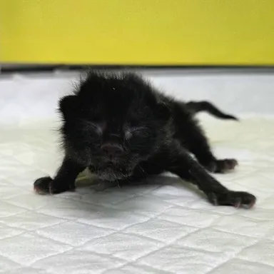 [고양이] 한국 고양이, 검정색 구조동물 사진