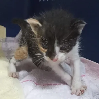 [고양이] 한국 고양이, 검은색흰색황토색조합 구조동물 사진