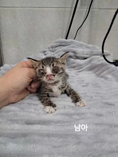 [고양이] 한국 고양이, 기타(고등어) 구조동물 사진