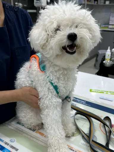 [개] 비숑 프리제, 흰색 구조동물 사진