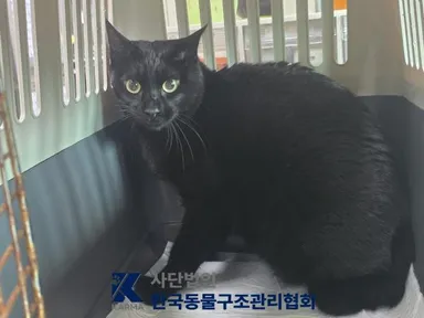 [고양이] 한국 고양이, 기타(검) 구조동물 사진