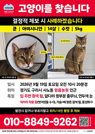 아비시니안, 갈색 얼룩무늬 분실동물 사진