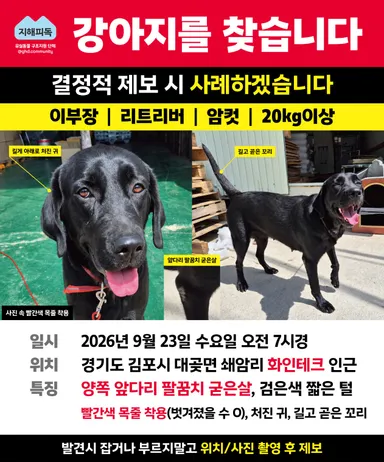 라브라도 리트리버, 검정색 분실동물 사진