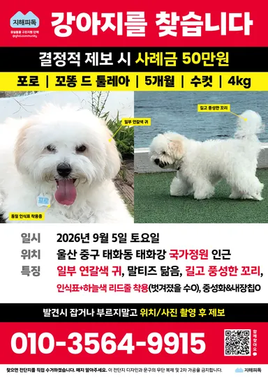 꼬똥 드 뚤레아, 흰색 분실동물 사진