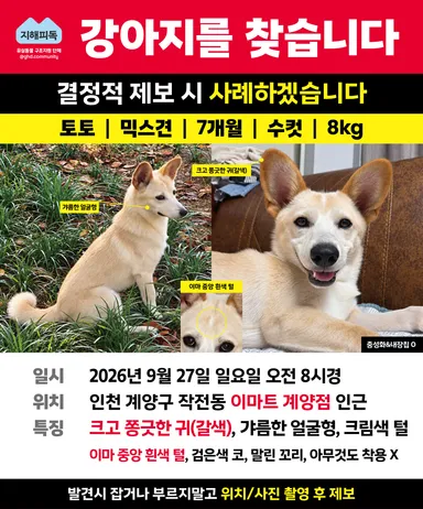 믹스견, 크림색 분실동물 사진