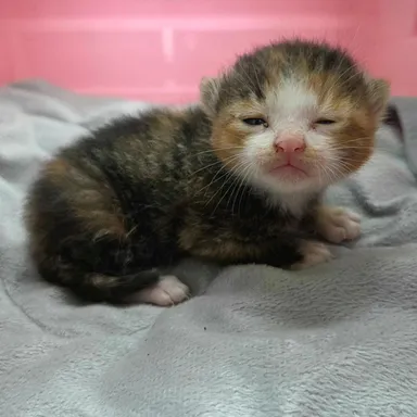[고양이] 한국 고양이, 검은색흰색황토색조합 구조동물 사진