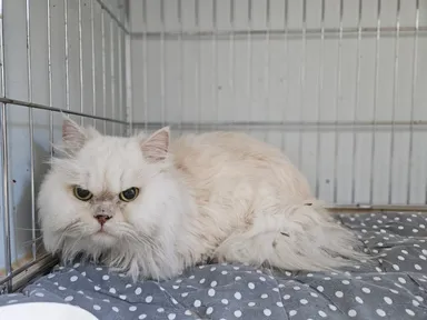 [고양이] 페르시안, 기타(회색,크림) 구조동물 사진