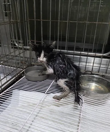 [고양이] 한국 고양이, 흰색/검은색 얼룩무늬 구조동물 사진