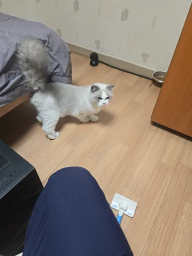 레그돌, 기타 분실동물 사진