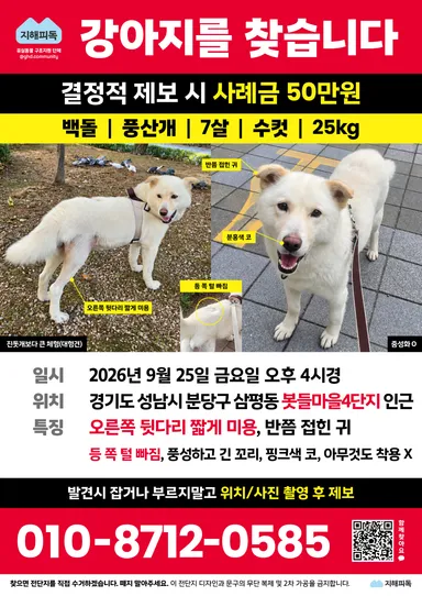 풍산견, 흰색 분실동물 사진