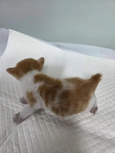 [고양이] 한국 고양이, 레몬색&흰색 구조동물 사진