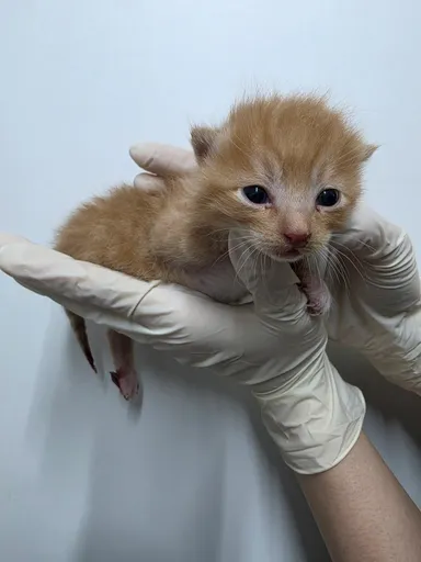 [고양이] 한국 고양이, 레몬색&흰색 구조동물 사진