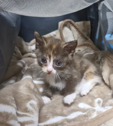 [고양이] 한국 고양이, 기타(흰.회.갈색) 구조동물 사진