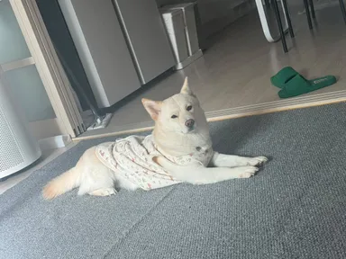 믹스견, 흰색 분실동물 사진