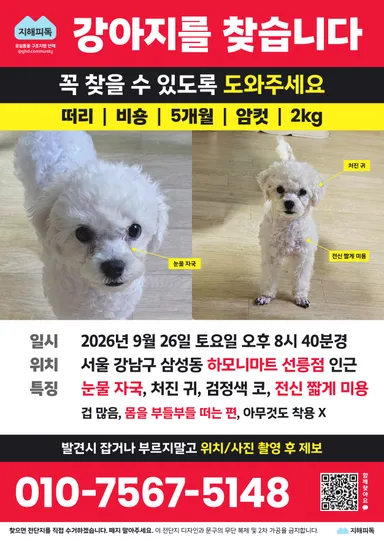 비숑 프리제, 흰색 분실동물 사진