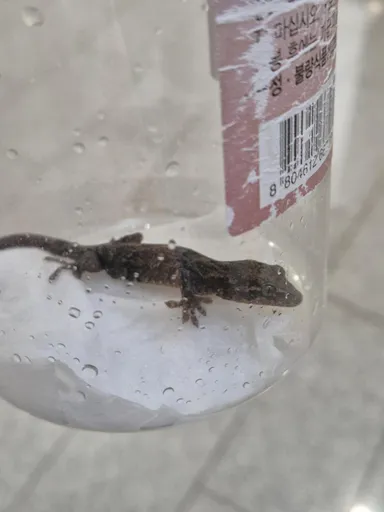 [기타축종] Gekko japonicus 추정, 기타(검정,갈색) 구조동물 사진