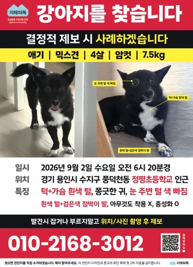 믹스견, 검정색 분실동물 사진