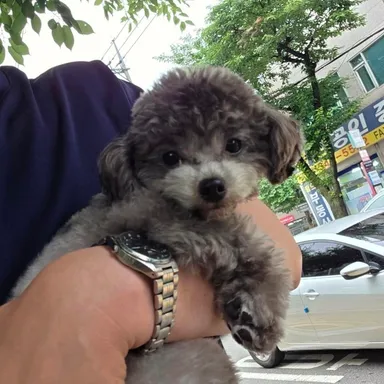 푸들, 회색 분실동물 사진