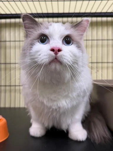 [고양이] 레그돌, 기타(흰색,갈색) 구조동물 사진