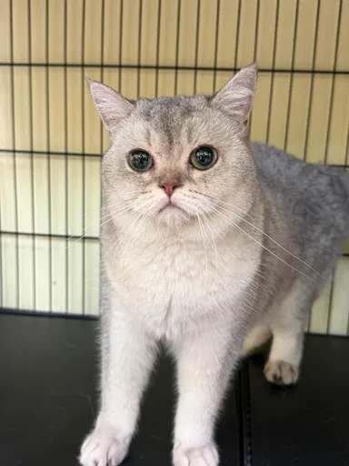 [고양이] 브리티시 쇼트헤어, 기타(흰색, 회색) 구조동물 사진