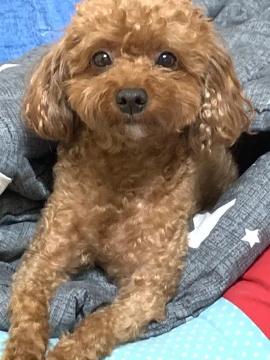 푸들, 갈색 분실동물 사진