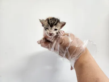 [고양이] 한국 고양이, 기타(삼색) 구조동물 사진