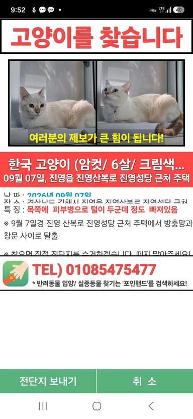 한국 고양이, 레몬색&흰색 분실동물 사진