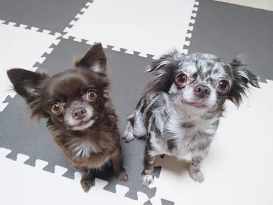 치와와, 갈색&흰색 분실동물 사진