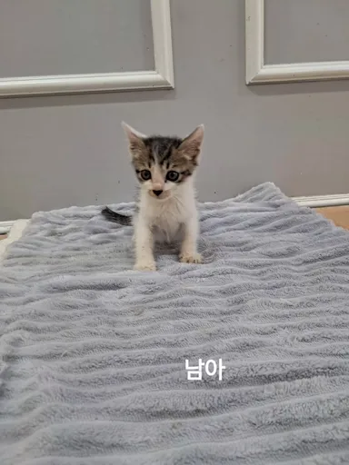 [고양이] 한국 고양이, 검은색흰색황토색조합 구조동물 사진