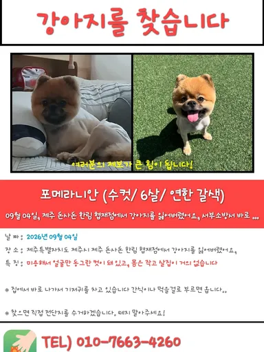 포메라니안, 갈색 분실동물 사진