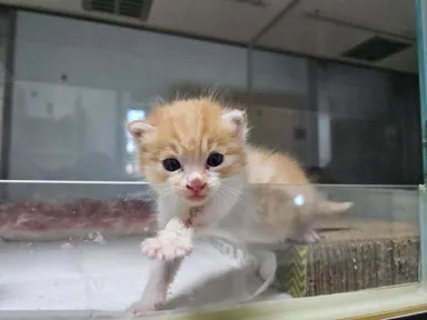 [고양이] 한국 고양이, 레몬색&흰색 구조동물 사진