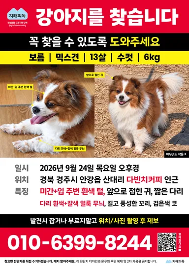 기타, 갈색&흰색 분실동물 사진
