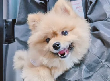 [개] 포메라니안, 검정&황갈색 구조동물 사진