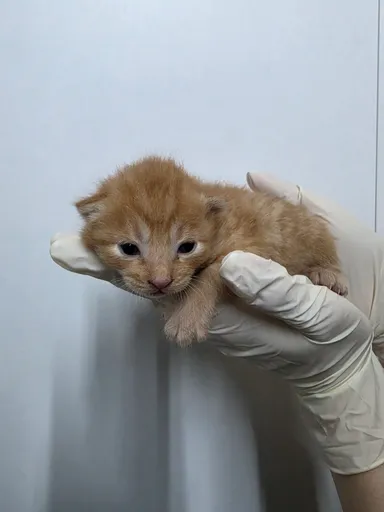 [고양이] 한국 고양이, 레몬색&흰색 구조동물 사진