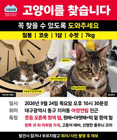 한국 고양이, 검은색흰색황토색조합 분실동물 사진