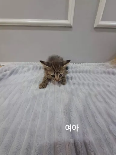 [고양이] 한국 고양이, 기타(고등어) 구조동물 사진