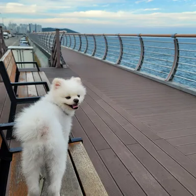 포메라니안, 흰색 분실동물 사진