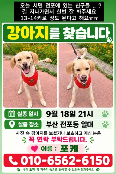 믹스견, 검정&흰색 분실동물 사진