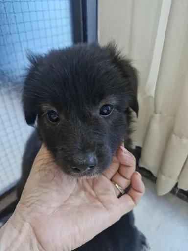 [개] 믹스견, 검정색 구조동물 사진