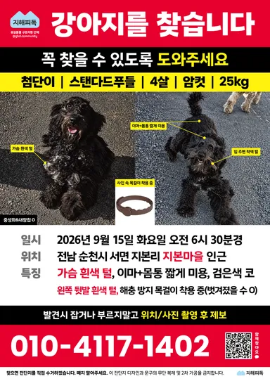 스탠다드 푸들, 검정색 분실동물 사진